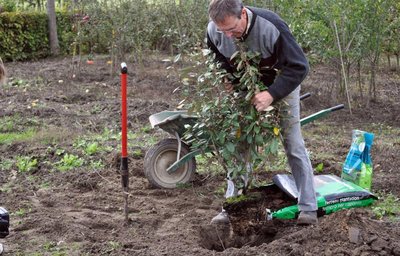 planter des arbustes