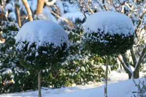 protection plante hiver