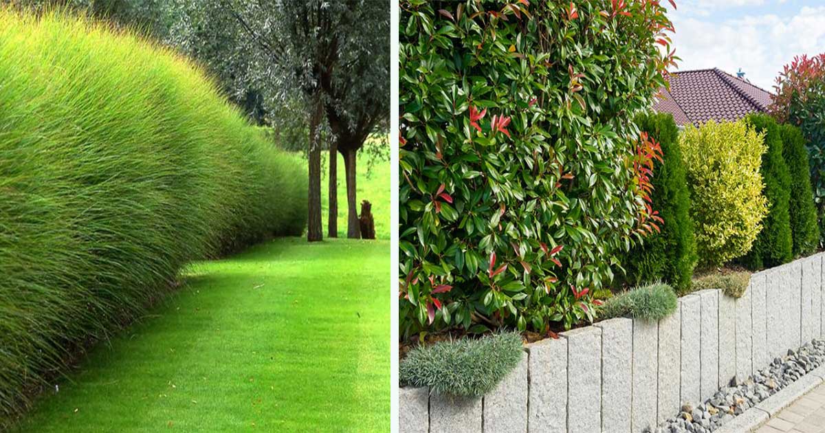 Types haies jardin : contourer maison par plante arbustes et arbres