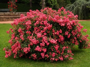 rosiers 