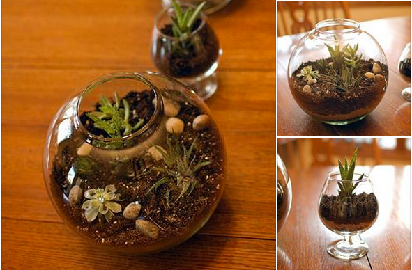 terrarium