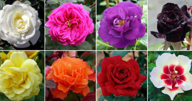 types rosiers
