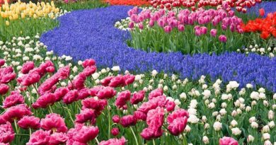paysage rose