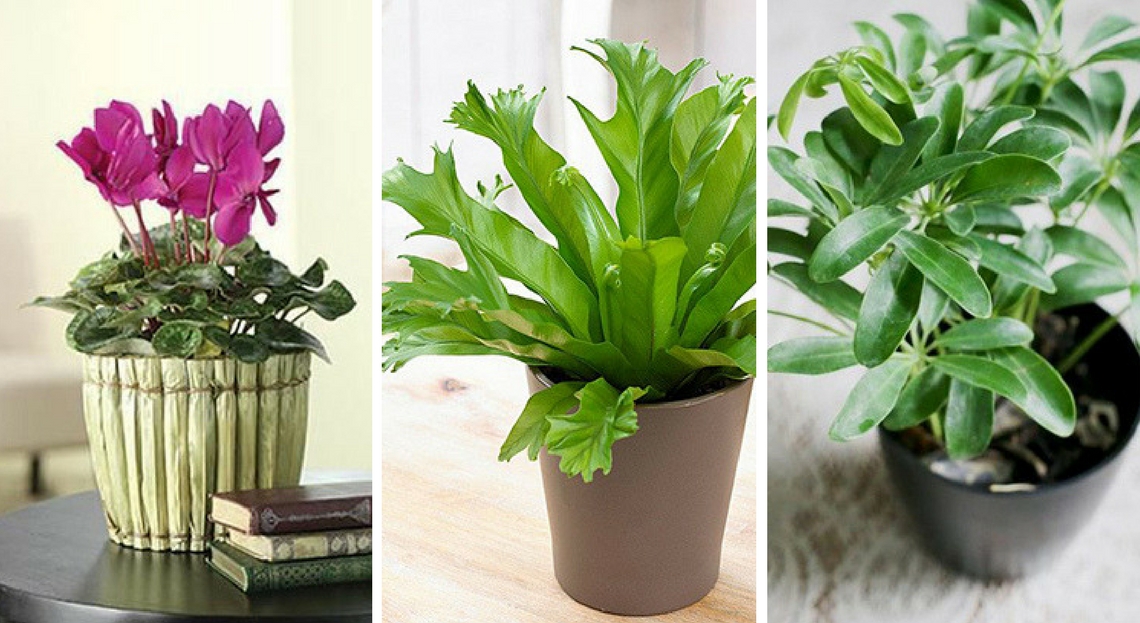 plante detoxifiante chambre peritoneal cancer bowel