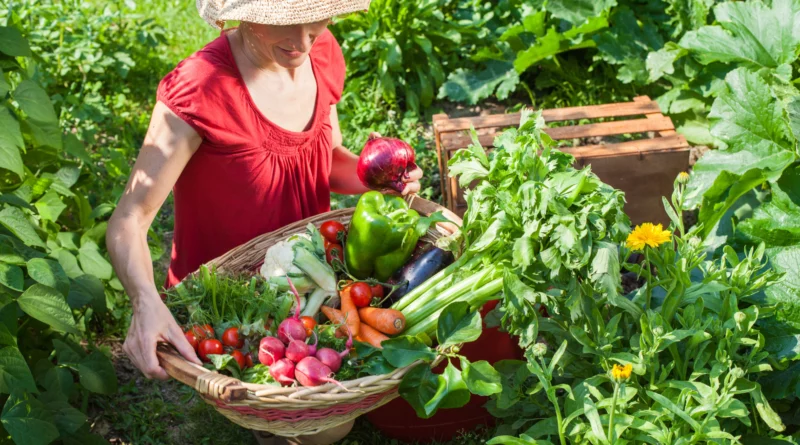 conseil compagnonnage potager