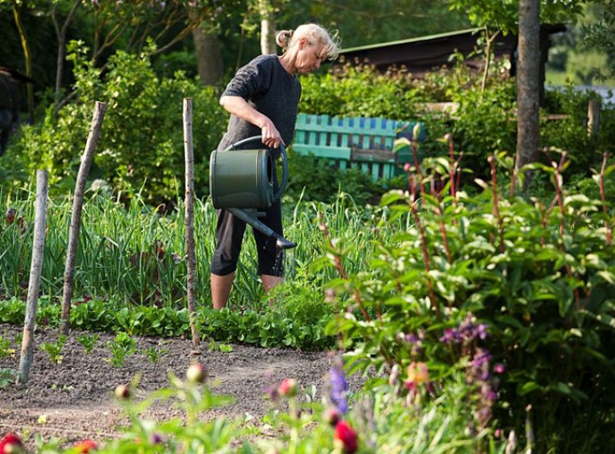 Les bonnes pratiques pour l'arrosage e votre jardin