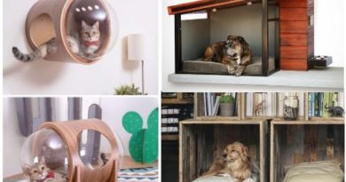 meuble animaux compagnie