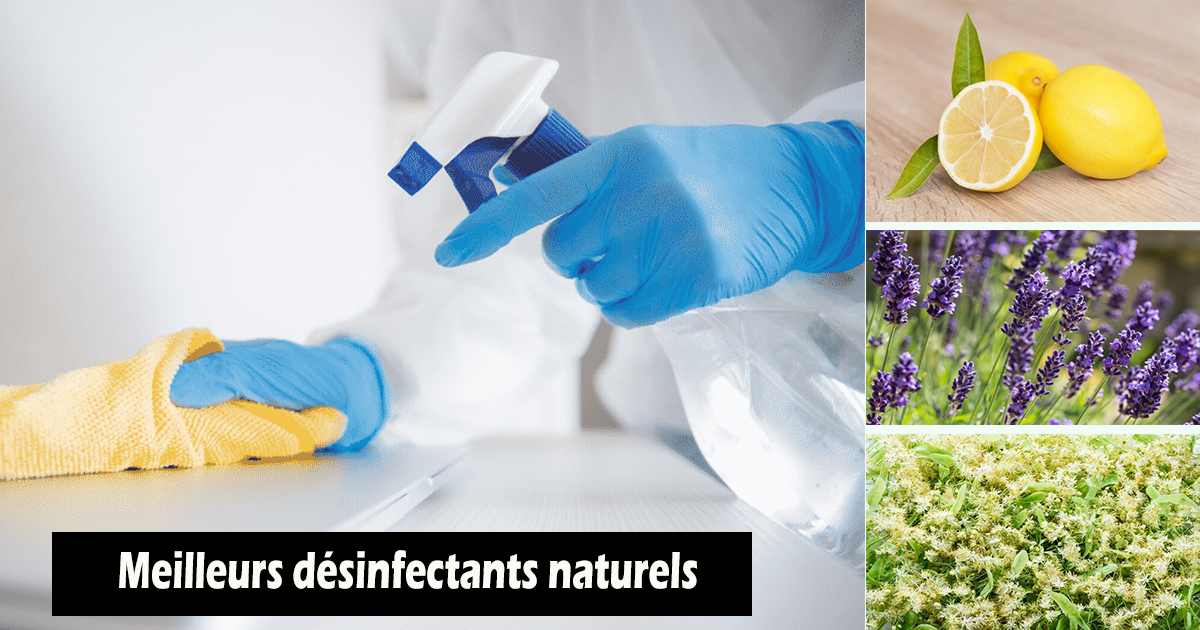Desinfectant fait maison naturel contre les germes et les virus