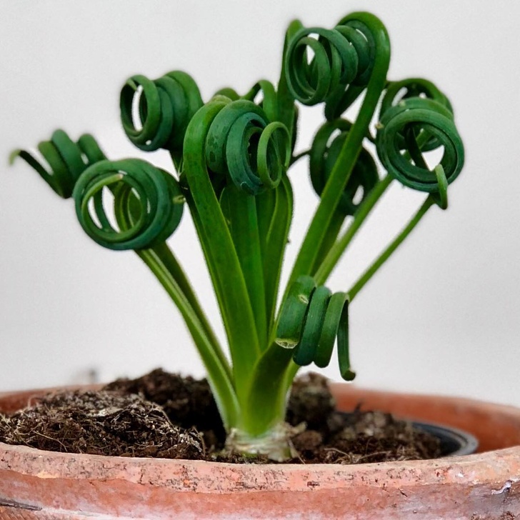 Albuca spiralis, le tire-bouchon albuca