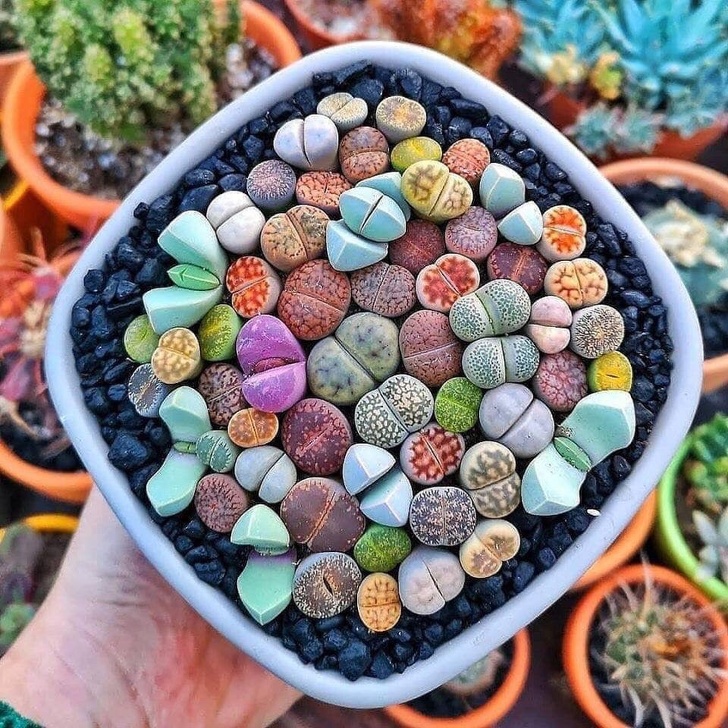 Lithops ou plantes-cailloux 