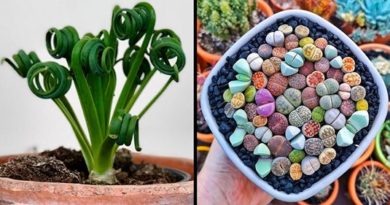 plante interieur bizarre