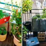 Potager au balcon : conseils pour la plantation et l’entretien