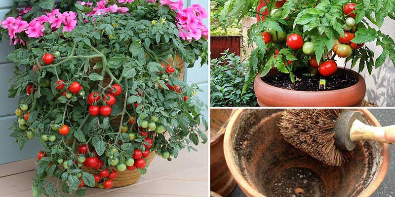 Astuces tomate plus grosse et savoureuse