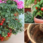 5 astuces pour des tomates plus grosses et plus savoureuses