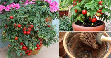 astuces-grosse-tomate