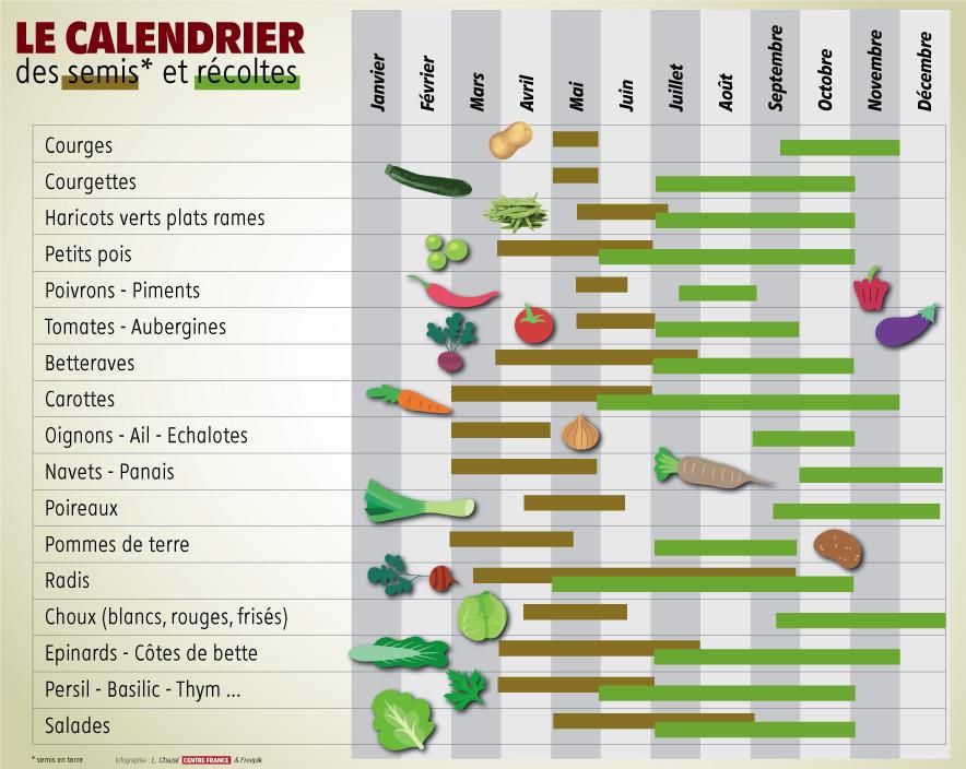 calendrier semis recolte potager