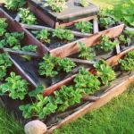Démarrer un potager : choix et disposition des plantes
