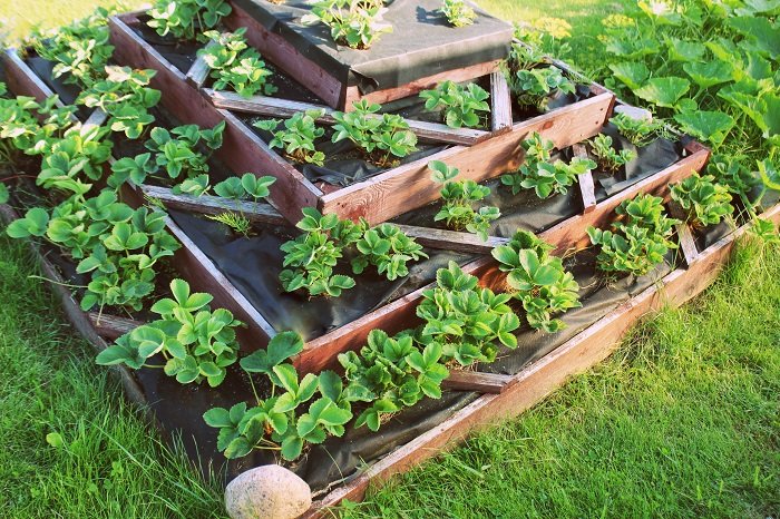 choix plantes potager