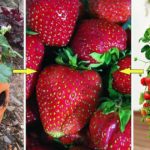 Conseils & étapes de culture de fraise en pots