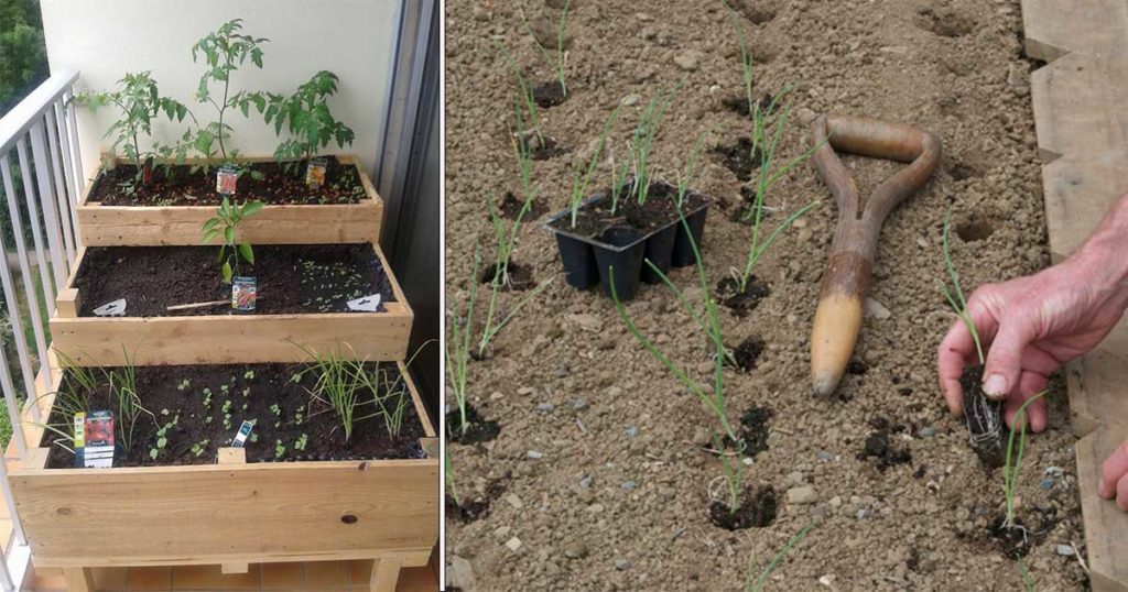 entretien potager balcon