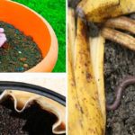 Les 7 meilleurs engrais naturels à faire soi-même pour les plantes