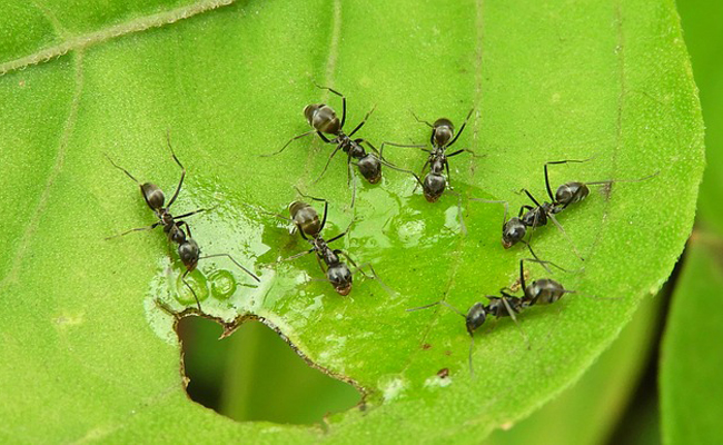 invasion fourmis jardin