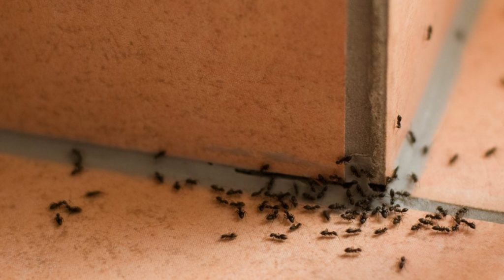 invasion fourmis maison