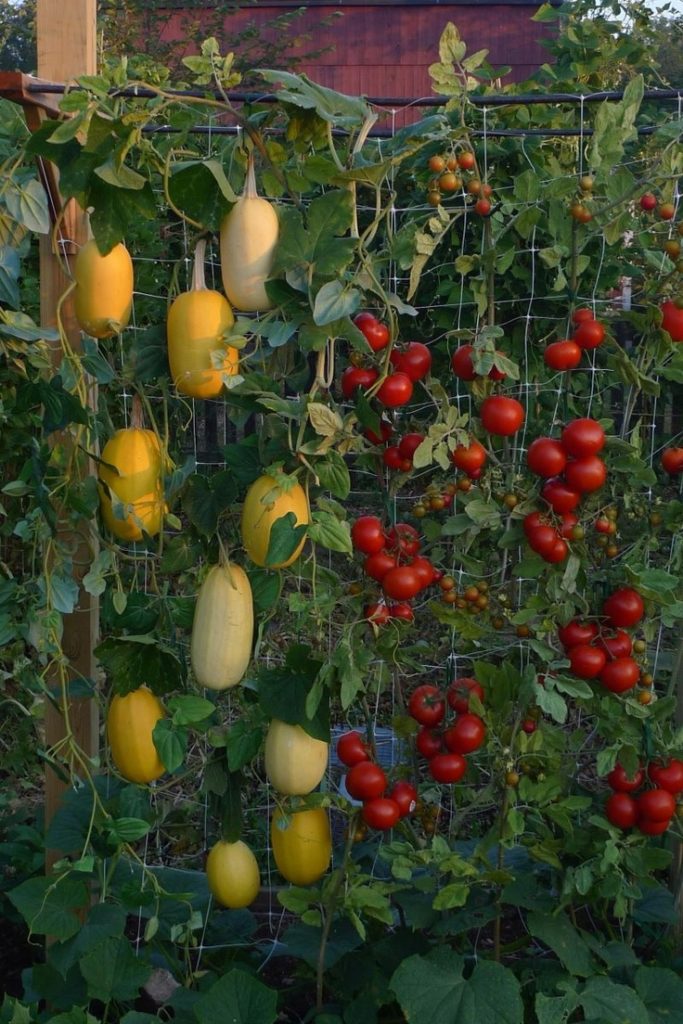 potager légumes grimpantes