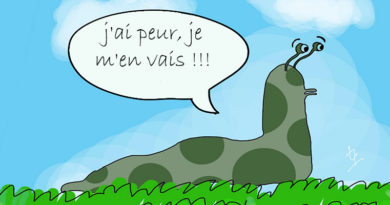 solution naturelle limace