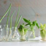 Les 15 fruits et légumes magiques : Repousser à partir des restes