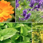 Découvrez une sélection de 10 plantes anti-moustiques !