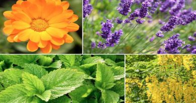 plantes anti moustiques