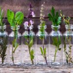 10 plantes à faire pousser dans une bouteille d’eau