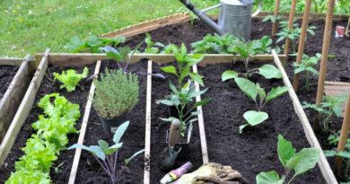 potager carre