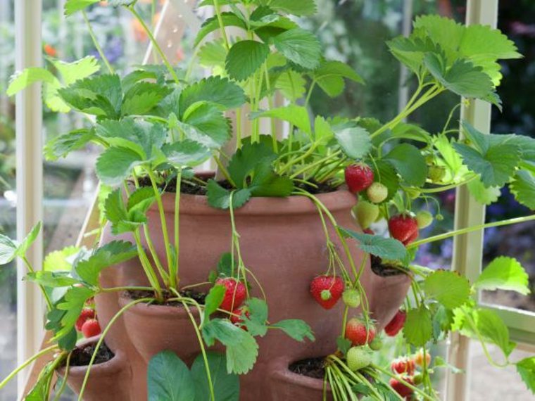 pot fraisier à poche