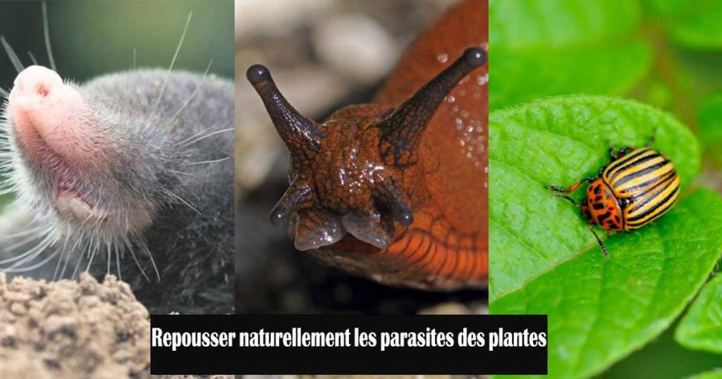 repousser parasites plantes