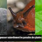 Repousser naturellement les parasites de votre potager /  jardin