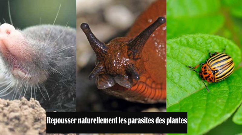 repousser parasites plantes