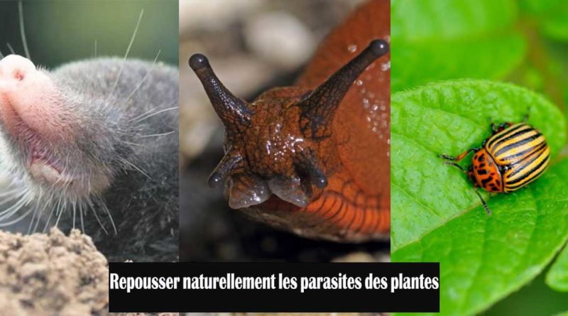 repousser parasites plantes