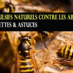 Se débarrasser des guêpes : Les 7 astuces naturelles !