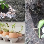 8 bonnes astuces d’utilisation de coquille d’œufs pour le jardin  à découvrir !