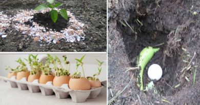 utilisation coquille oeuf jardin