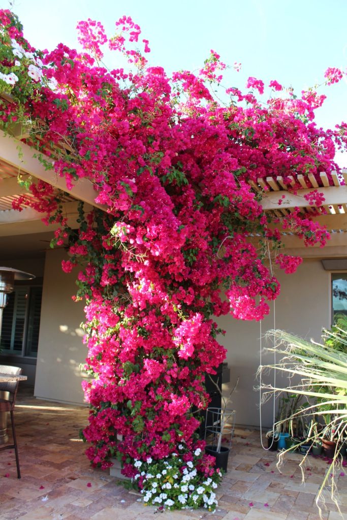 deco pergola avec fleurs