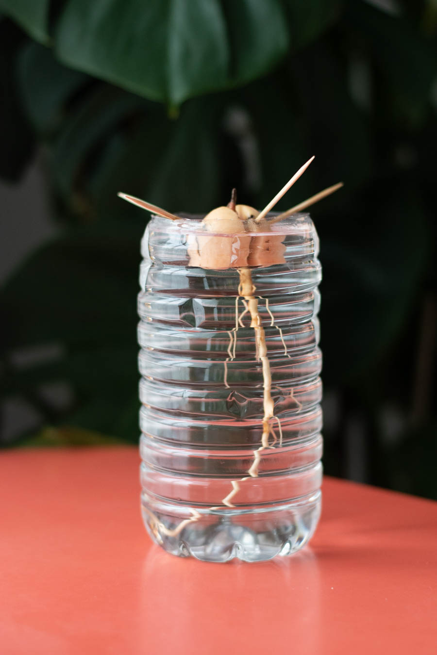 Avocatier en pot conseils germination noyau & culture