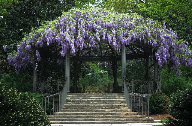 plante grimpantes pergola