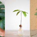 Avocatier en pot : conseils germination & culture !