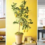 Comment cultiver un citronnier en pot ?