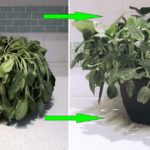 Fabrication du compost : étapes et utilisation
