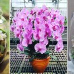 Comment favoriser une deuxième floraison de l’orchidée