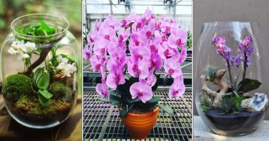 floraison orchidee
